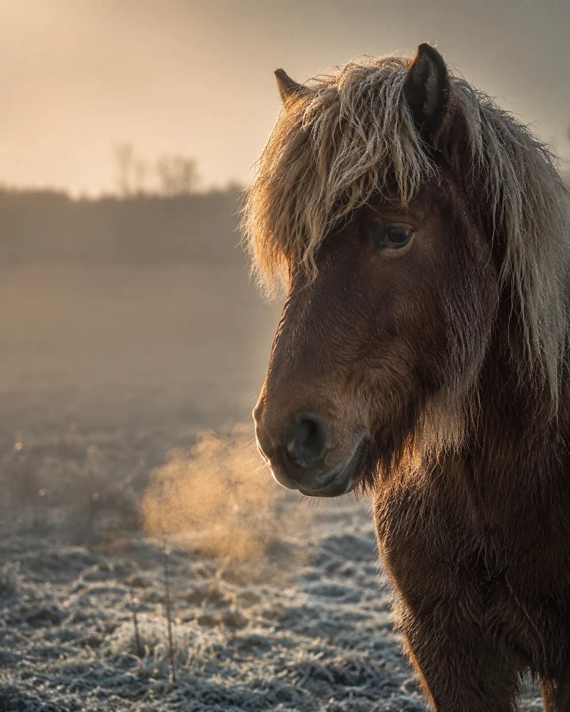 Icelandic horse at dawn — Equine Notion field observation