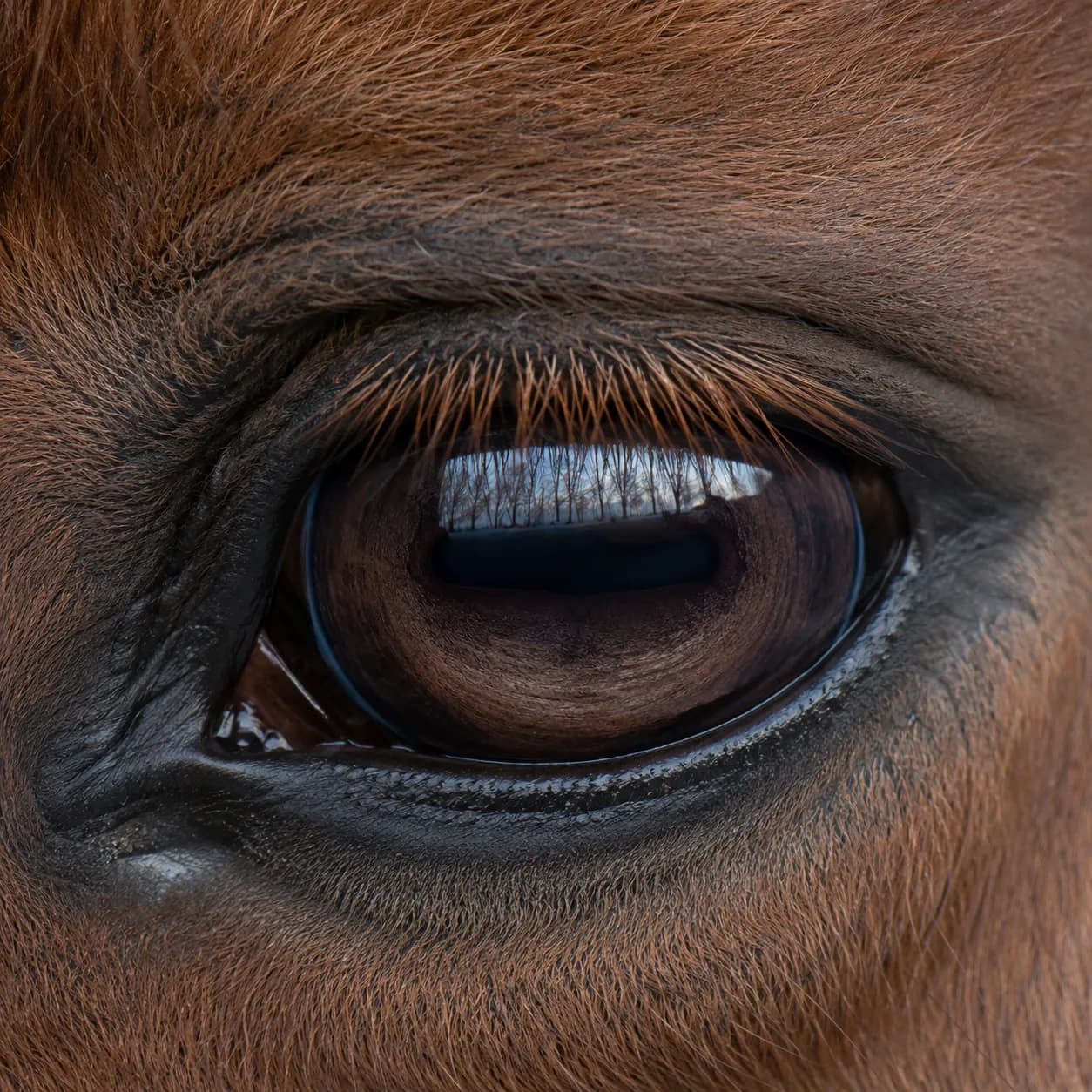Close observation of an Icelandic horse — the visible layer
